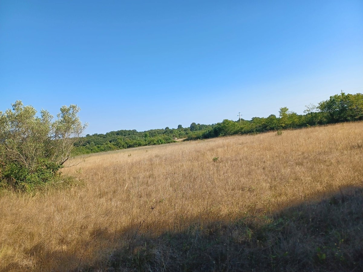 VODNJAN-5 km DA FASANA TERRENO AGRICOLO IN VENDITA