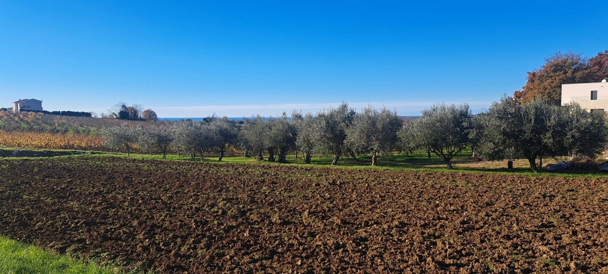 VIŽINADA - BELLISSIMO TERRENO CON VISTA MARE, ULIVETI E VIGNETI