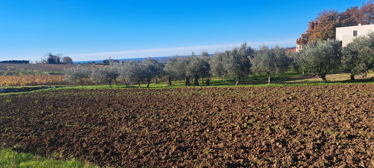 VIŽINADA - BELLISSIMO TERRENO CON VISTA MARE, ULIVETI E VIGNETI