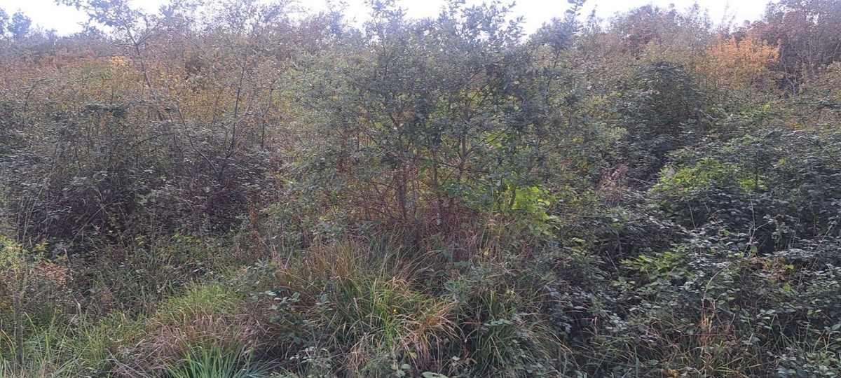 TAR-TERRENO AGRICOLO IN VENDITA