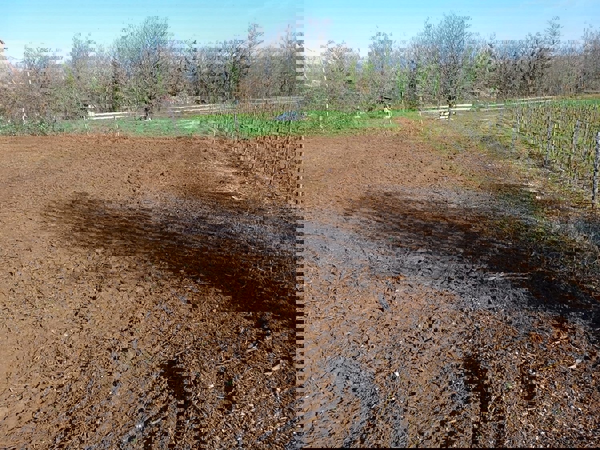 VIŽINADA-TERRENO EDIFICABILE IN VENDITA