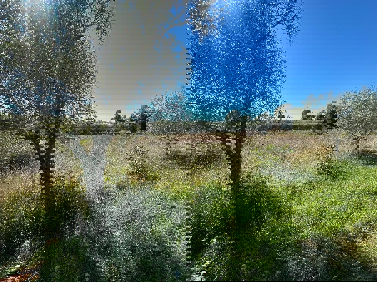 VABRIGA - TERRENO IN VENDITA PER LA COSTRUZIONE DI APPARTAMENTI