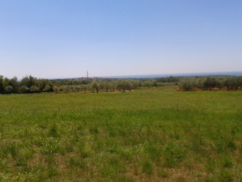 TERRENO AGRICOLO PER PIANTARE ALBERI DI ULIVO