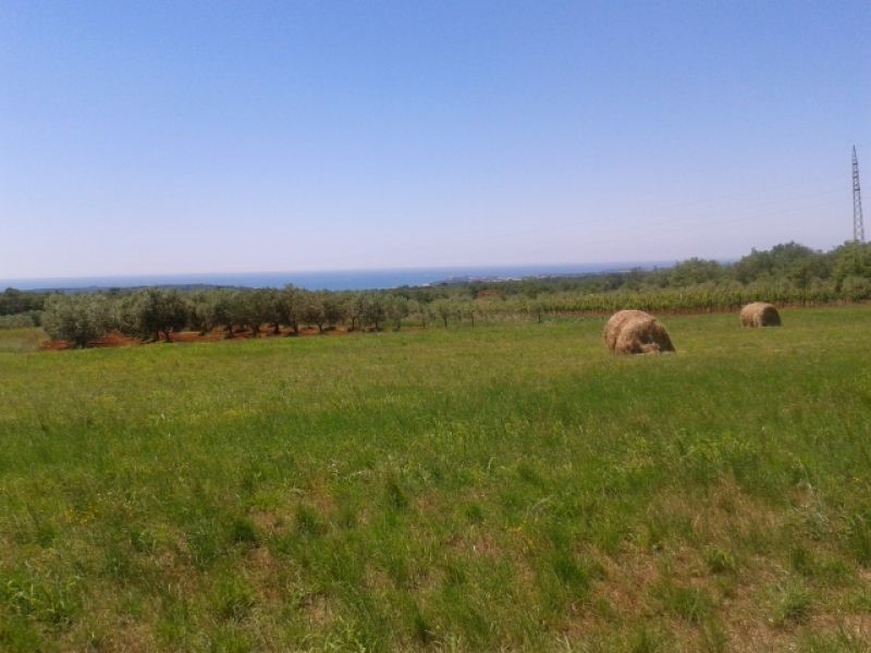 TERRENO AGRICOLO PER PIANTARE ALBERI DI ULIVO