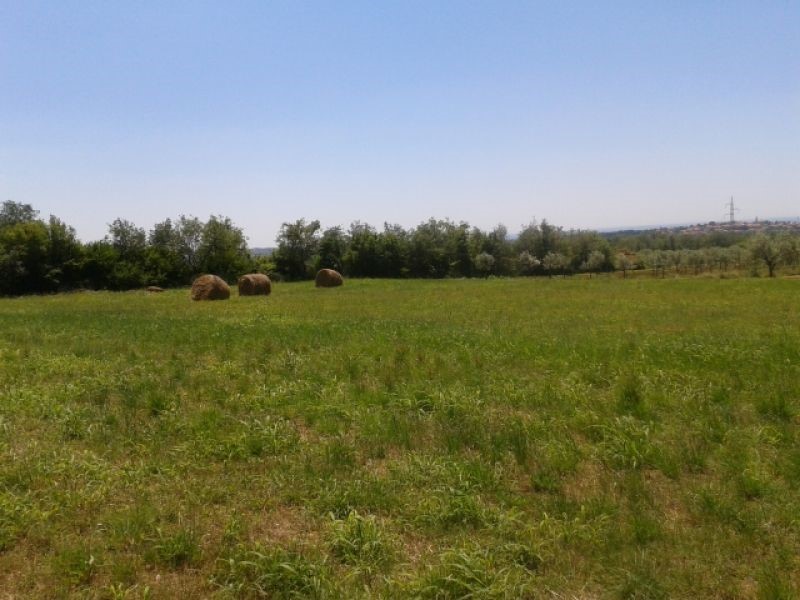 TERRENO AGRICOLO PER PIANTARE ALBERI DI ULIVO