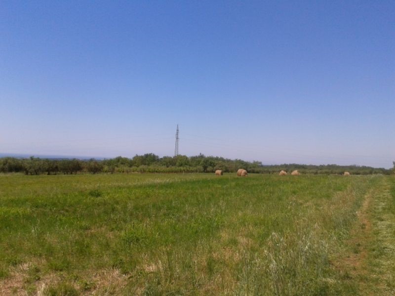 TERRENO AGRICOLO PER PIANTARE ALBERI DI ULIVO