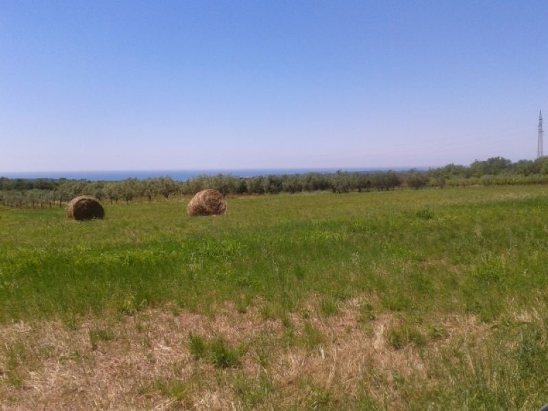 TERRENO AGRICOLO PER PIANTARE ALBERI DI ULIVO