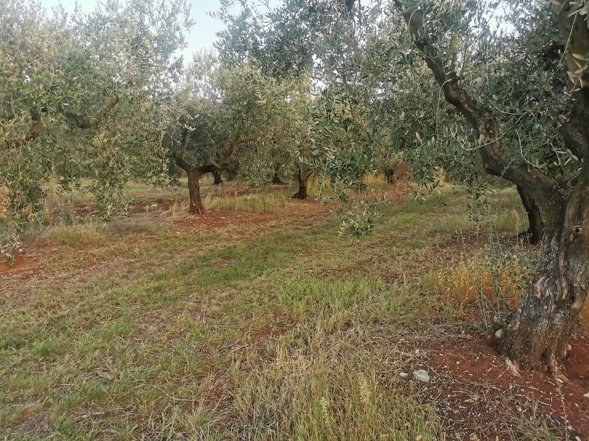 VABRIGA-LANTERNA- OLIVETO IN VENDITA
