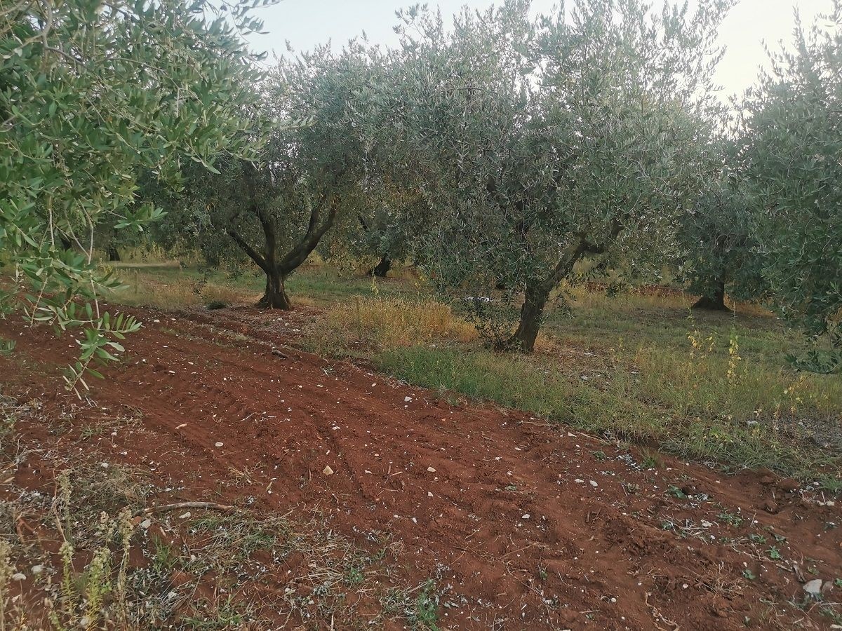 VABRIGA-LANTERNA- OLIVETO IN VENDITA