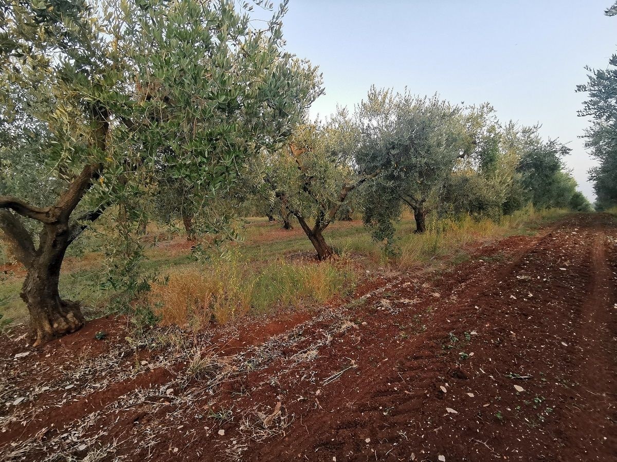 VABRIGA-LANTERNA- OLIVETO IN VENDITA