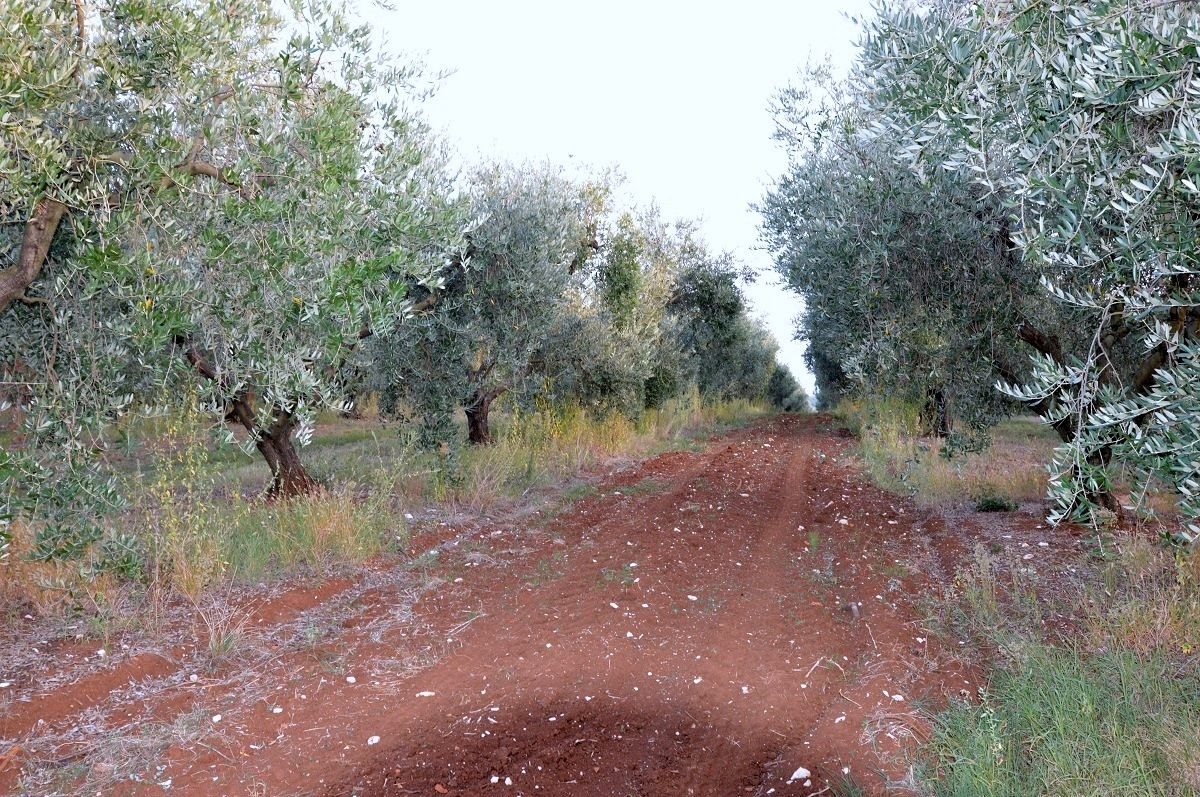 VABRIGA-LANTERNA- OLIVETO IN VENDITA