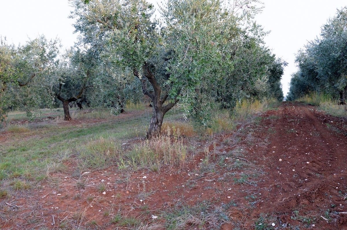 VABRIGA-LANTERNA- OLIVETO IN VENDITA