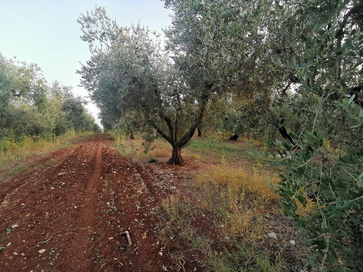 VABRIGA-LANTERNA- OLIVETO IN VENDITA