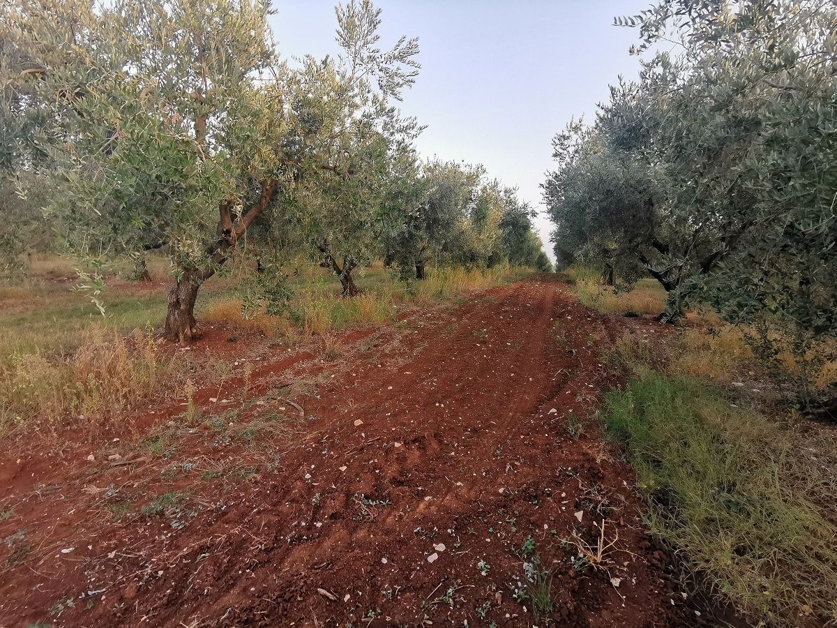 VABRIGA-LANTERNA- OLIVETO IN VENDITA