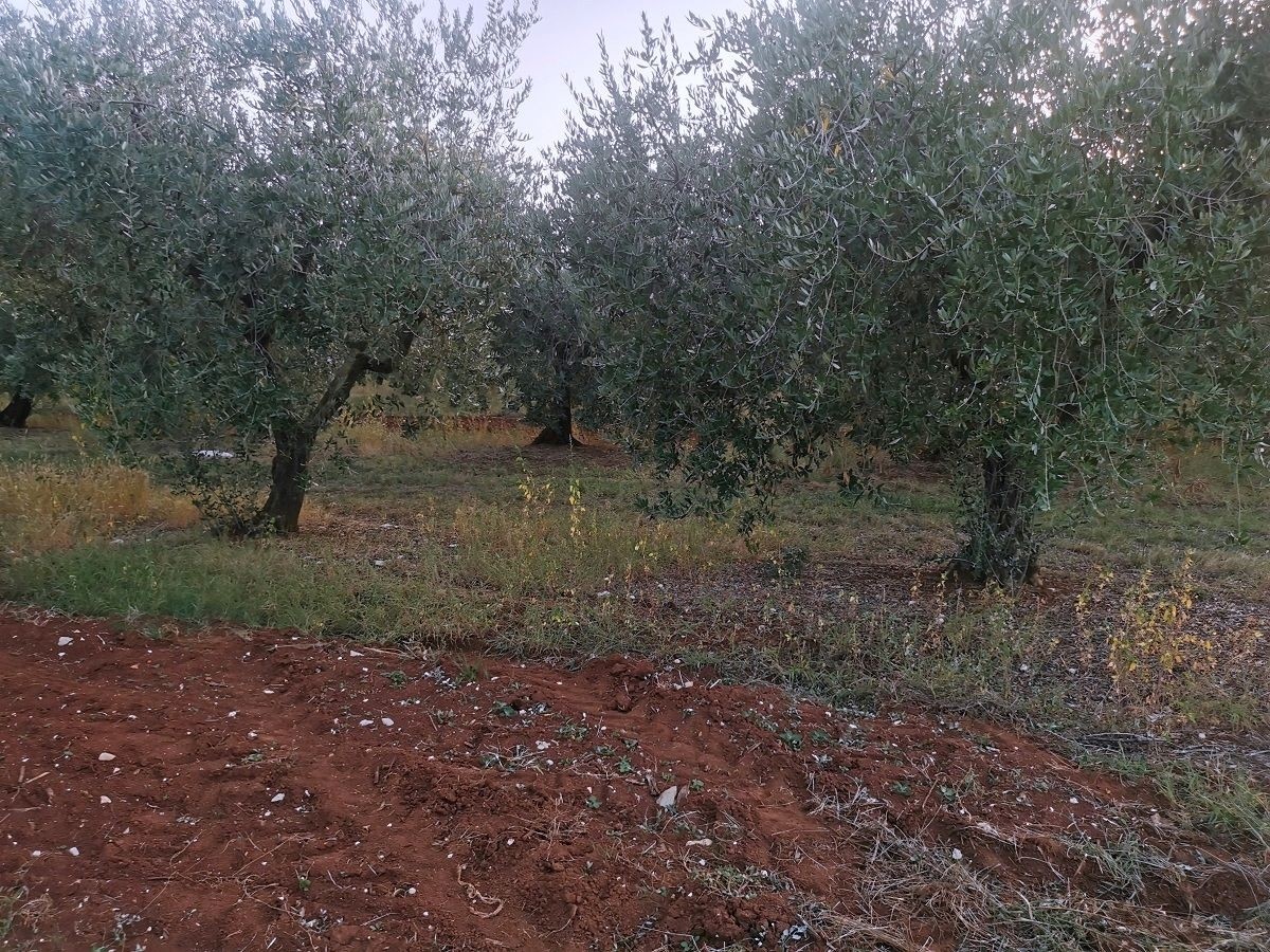 VABRIGA-LANTERNA- OLIVETO IN VENDITA