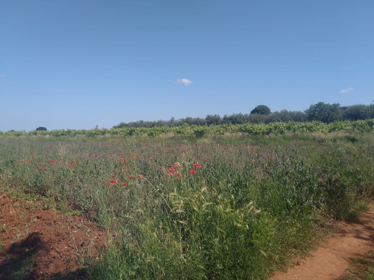 KAŠTELIR-TERRENO EDIFICABILE  IN VENDITA