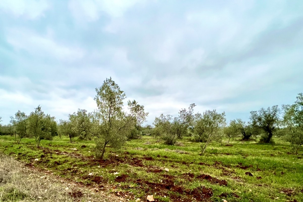 Terreno agricolo con 140 ulivi, uliveto, Istria, Croazia