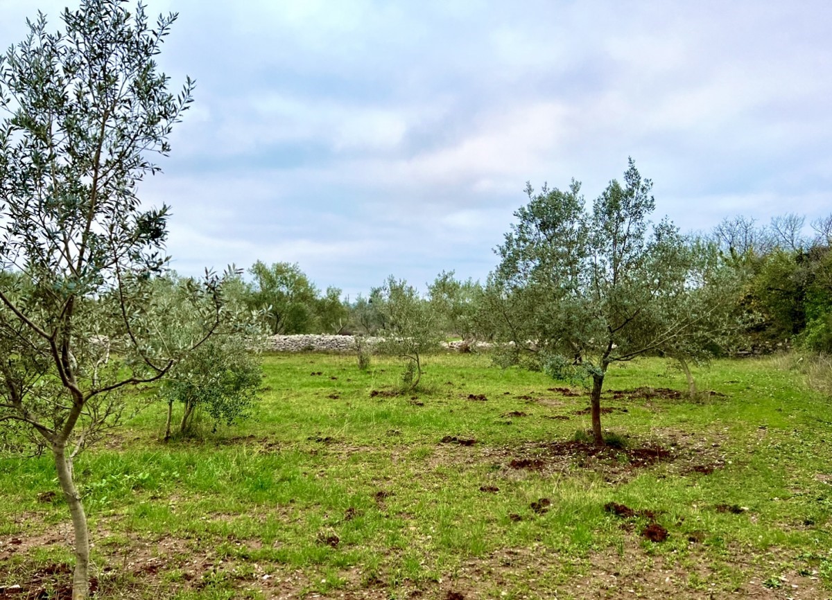 Terreno agricolo con 140 ulivi, uliveto, Istria, Croazia