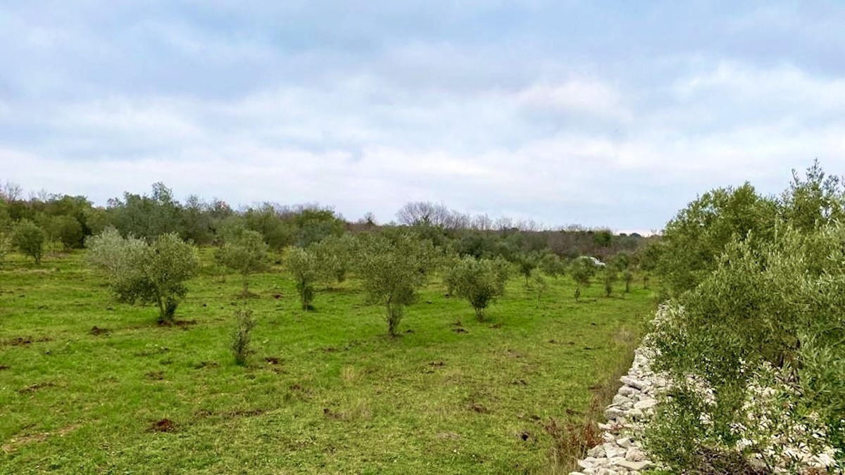 Terreno agricolo con 140 ulivi, uliveto, Istria, Croazia