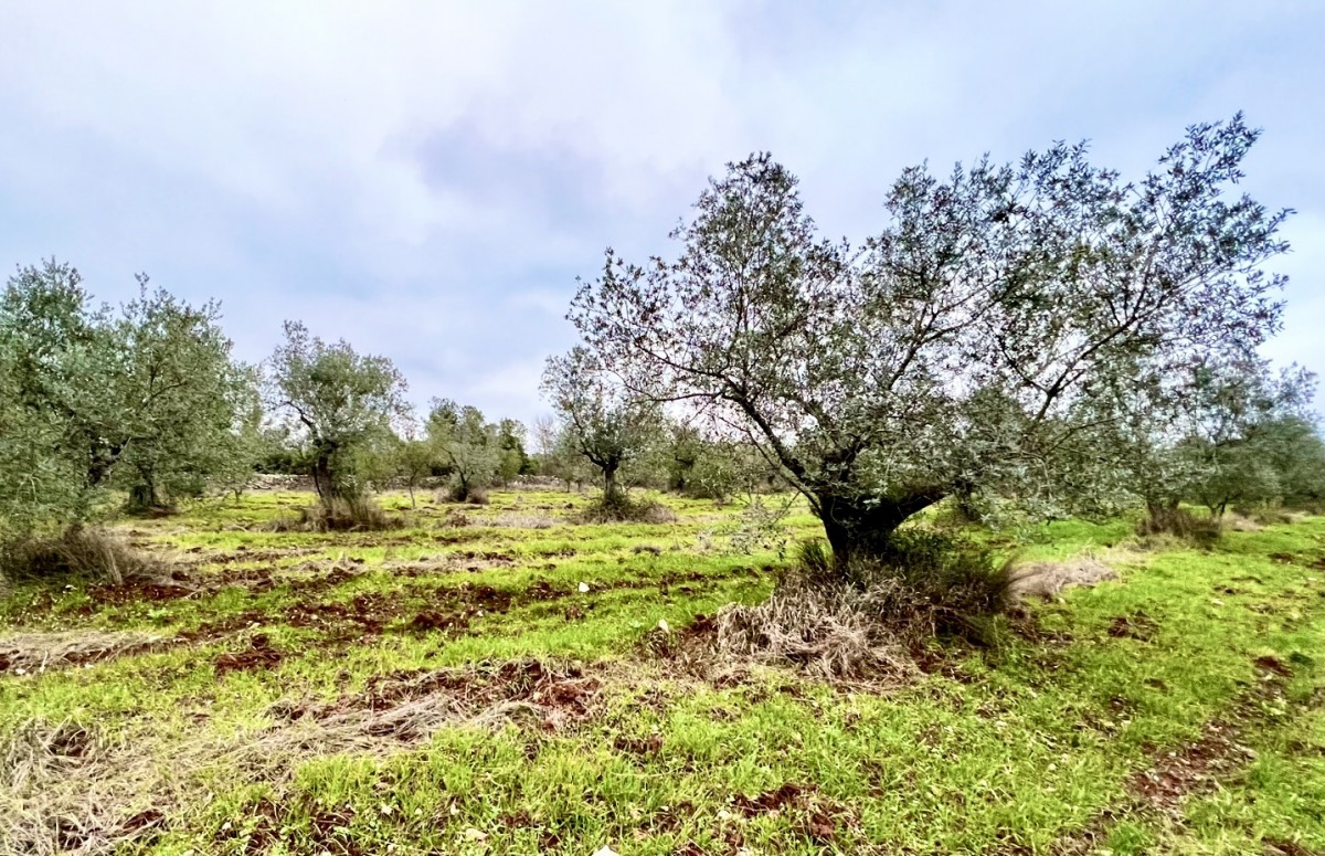 Terreno agricolo con 140 ulivi, uliveto, Istria, Croazia