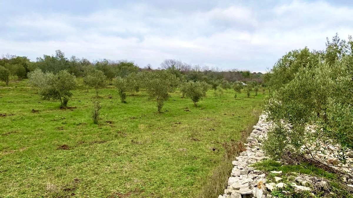 Terreno agricolo con 140 ulivi, uliveto, Istria, Croazia