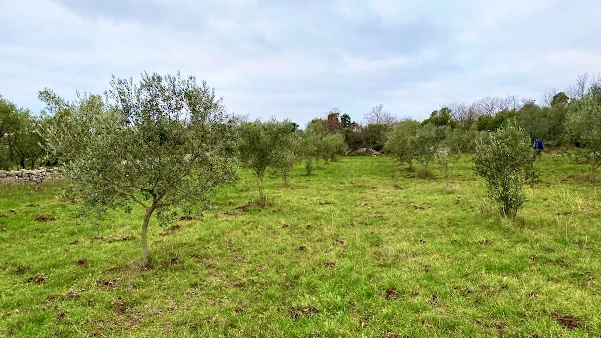 Terreno agricolo con 140 ulivi, uliveto, Istria, Croazia