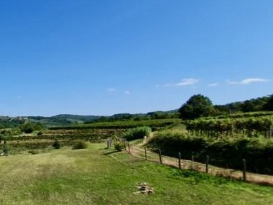 Splendida villa con piscina e vista su vigneti e uliveti a Momjan, Istria
