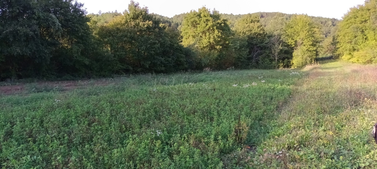 ISTRA, ZAREČJE: TERRENO AGRICOLO 30904 m2