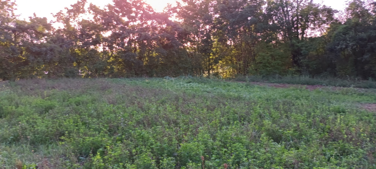 ISTRA, ZAREČJE: TERRENO AGRICOLO 30904 m2