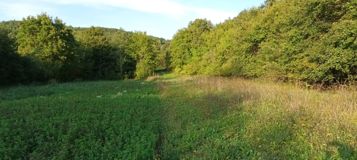 ISTRA, ZAREČJE: TERRENO AGRICOLO 30904 m2