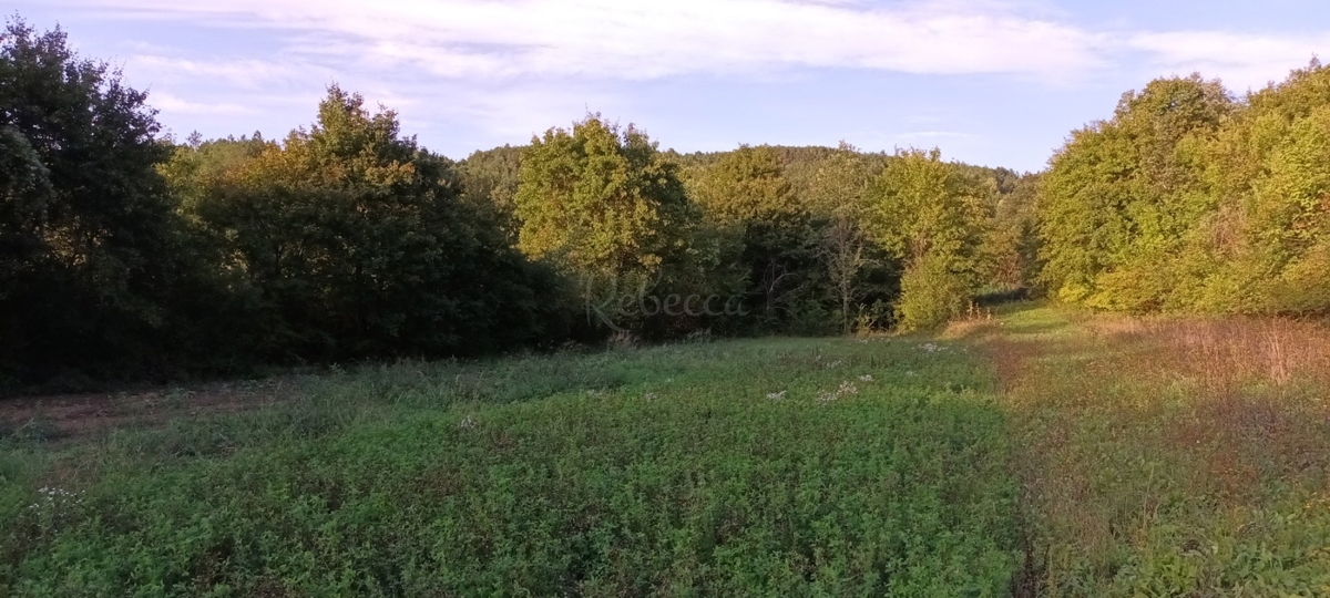 ISTRA, ZAREČJE: TERRENO AGRICOLO 30904 m2