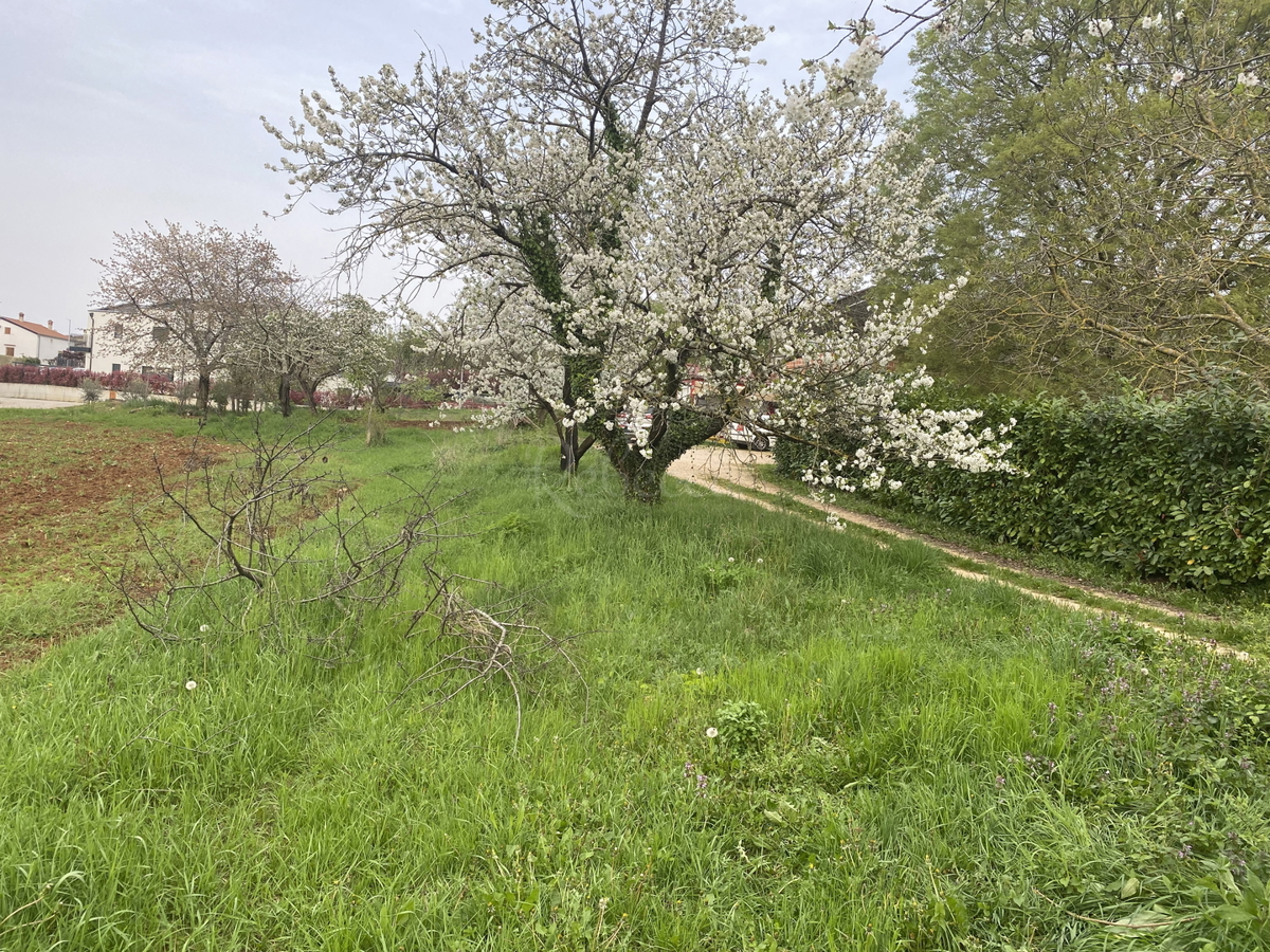 Terreno edificabile nel nuovo e tranquillo insediamento di Pazina