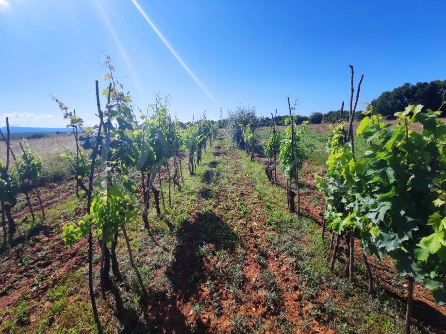 Terreno agricolo, 9000 m2, vicino a Barban