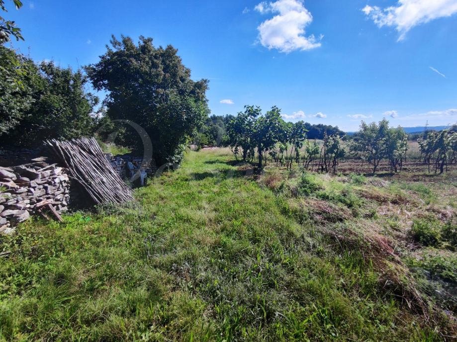 Terreno agricolo, 9000 m2, vicino a Barban