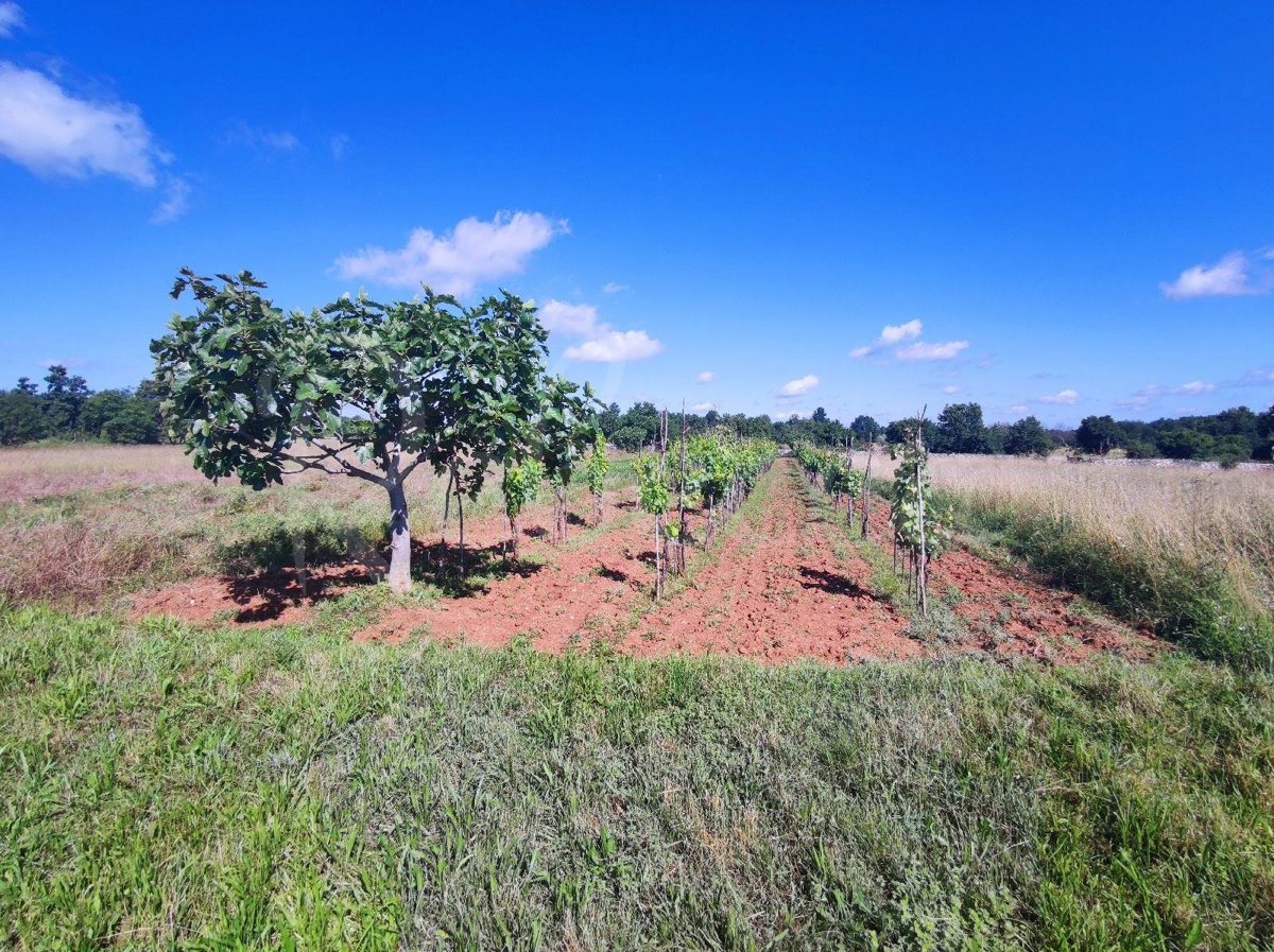 Terreno agricolo, 9000 m2, vicino a Barban