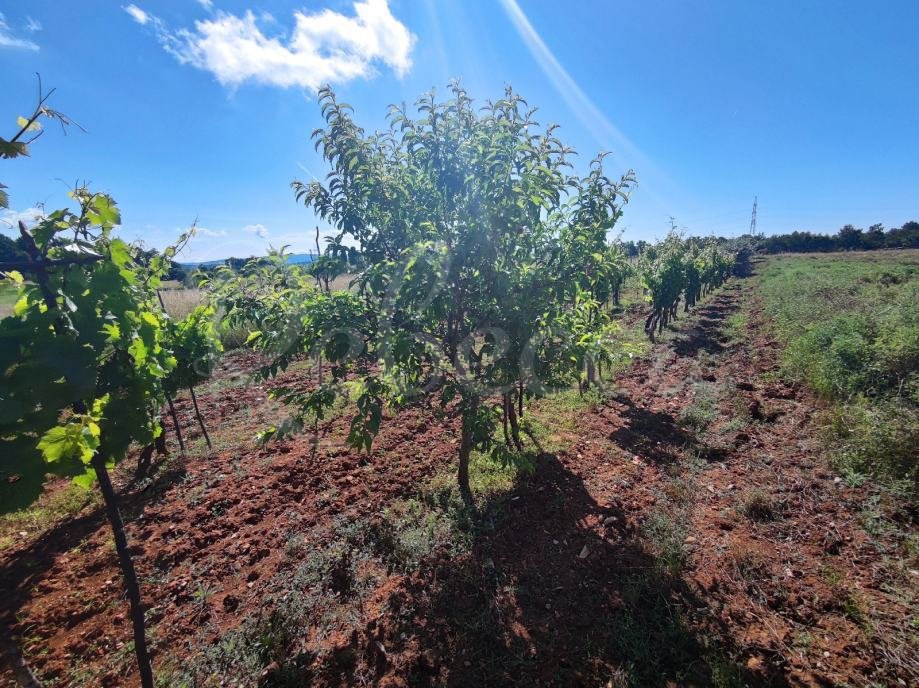 Terreno agricolo, 9000 m2, vicino a Barban