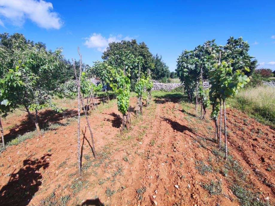 Terreno agricolo, 9000 m2, vicino a Barban