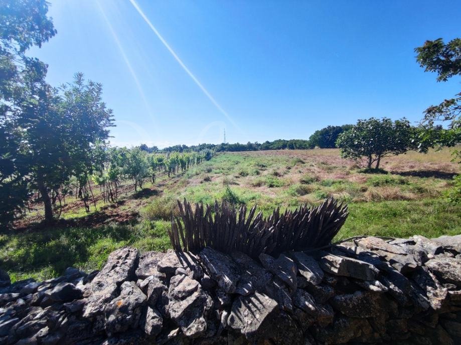 Terreno agricolo, 9000 m2, vicino a Barban