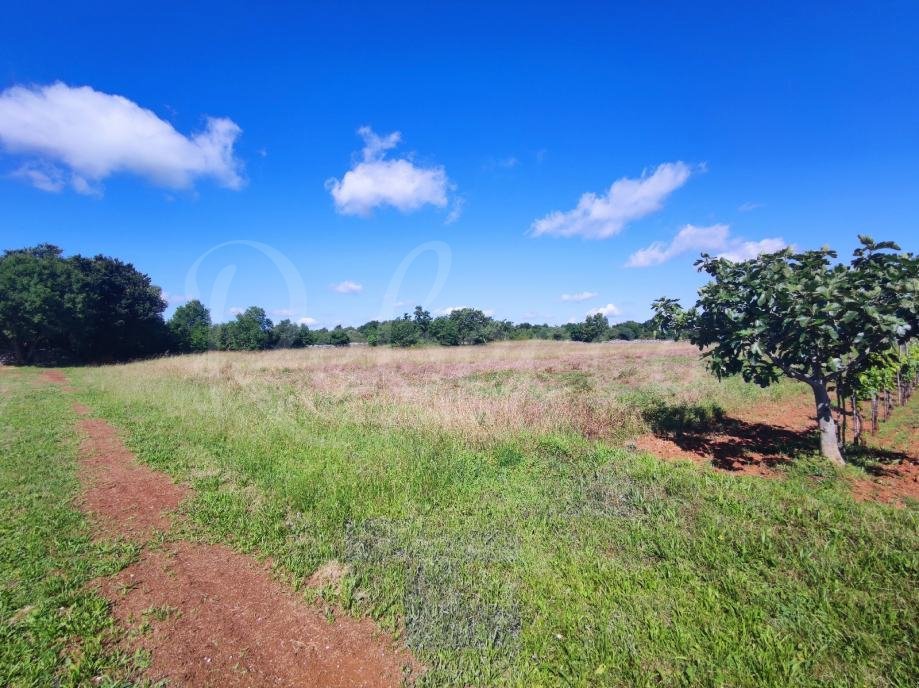 Terreno agricolo, 9000 m2, vicino a Barban