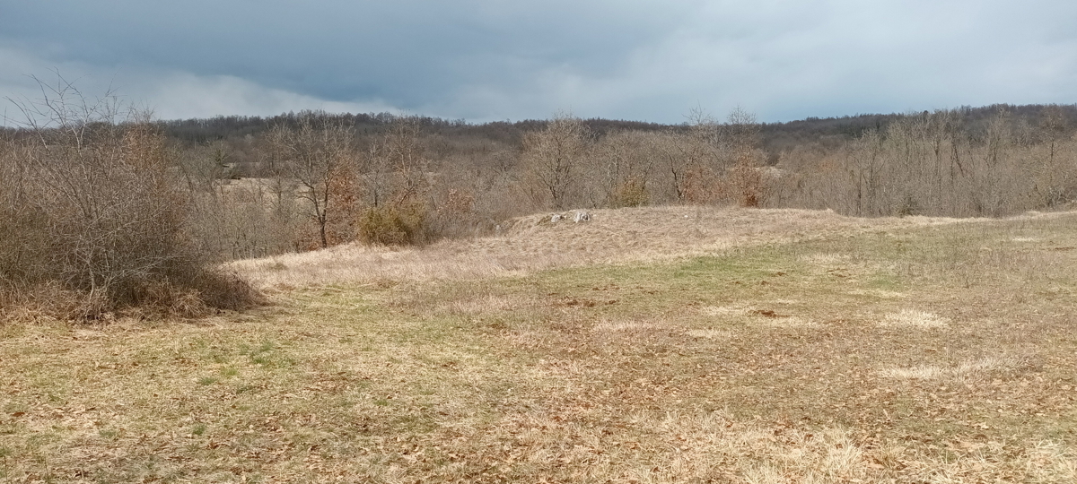 ŽMINJ: TERRENO AGRICOLO 18800 m2