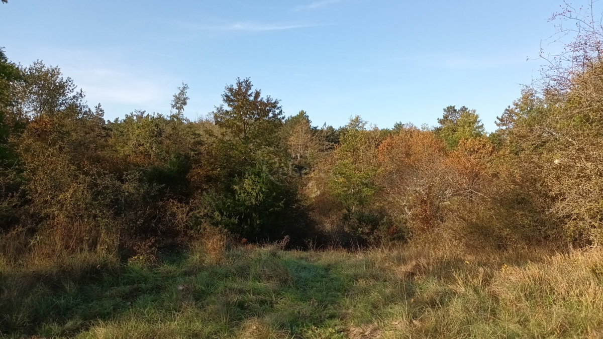 DINTORNI DI PAZIN: GRANDE TERRENO AGRICOLO