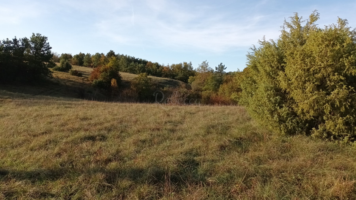 DINTORNI DI PAZIN: GRANDE TERRENO AGRICOLO