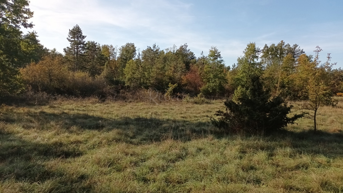 DINTORNI DI PAZIN: GRANDE TERRENO AGRICOLO