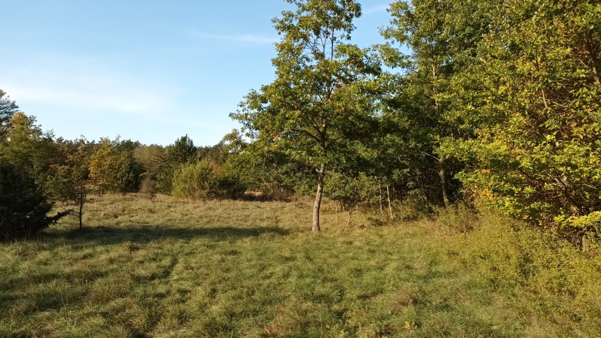 DINTORNI DI PAZIN: GRANDE TERRENO AGRICOLO