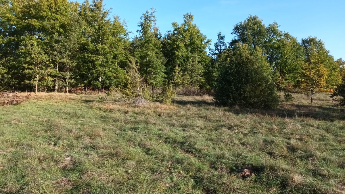 DINTORNI DI PAZIN: GRANDE TERRENO AGRICOLO