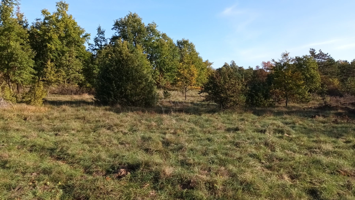 DINTORNI DI PAZIN: GRANDE TERRENO AGRICOLO