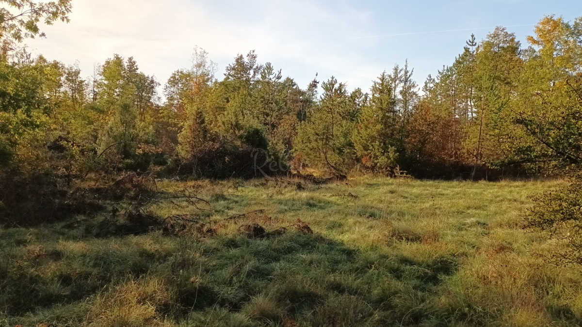 DINTORNI DI PAZIN: GRANDE TERRENO AGRICOLO