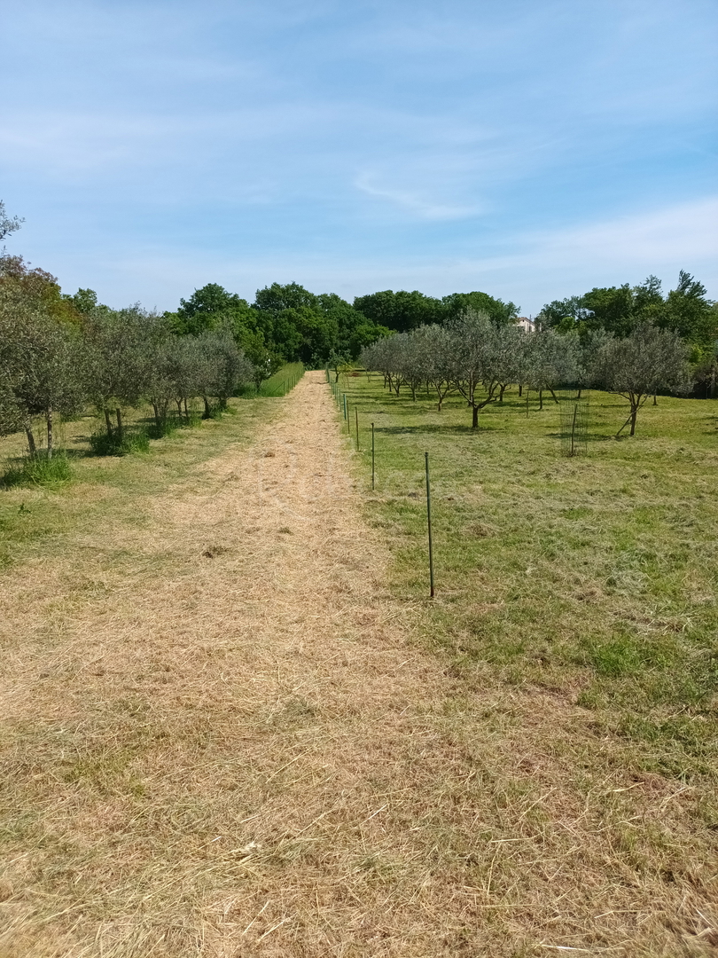 Agricolo, 968 m2, Loborika