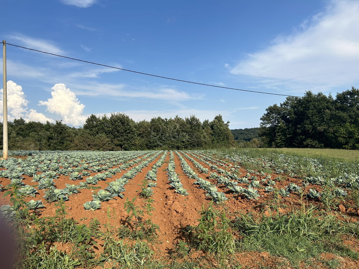 Pisino, vendita, terreno edificabile-agricolo