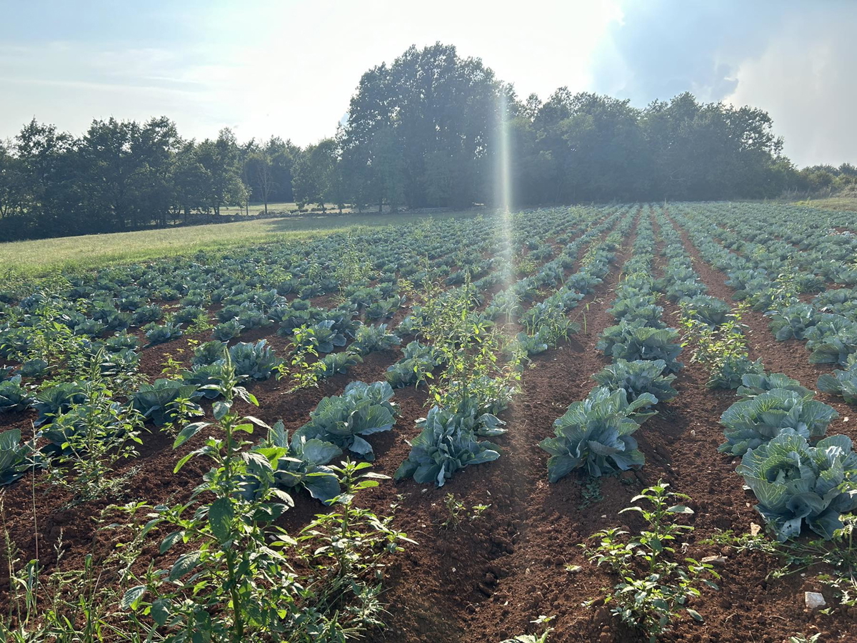 Pisino, vendita, terreno edificabile-agricolo